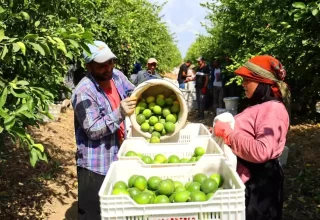 Adana’da Mayer Cinsi Limon Hasadı Devam Ediyor