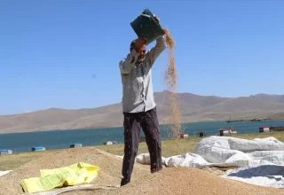 Ağrı’da Yüksek Rakımda Tarım Zorluğu: Çiftçiler Zamanla Yarışıyor