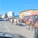 Ardahan’da Sahipsiz Atlar Trafiği Tehlikeye Soktu