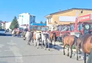 Ardahan’da Sahipsiz Atlar Trafiği Tehlikeye Soktu