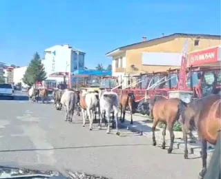 Ardahan’da Sahipsiz Atlar Trafiği Tehlikeye Soktu