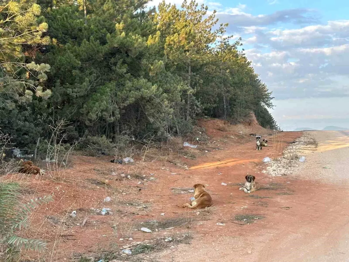 Bilecik’te Başıboş Köpeklerle İlgili Endişeler Artıyor