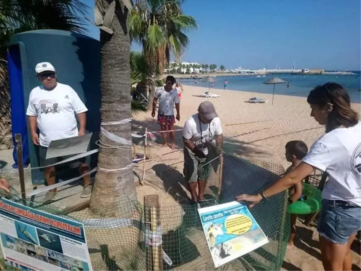 Didim’de Caretta Caretta Kaplumbağaları Bu Yıl Yumurtlamadı