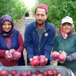 Isparta’da Elma Hasadı Başladı: 1 Milyon Ton Rekolte Bekleniyor