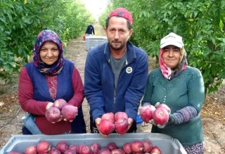 Isparta’da Elma Hasadı Başladı: 1 Milyon Ton Rekolte Bekleniyor