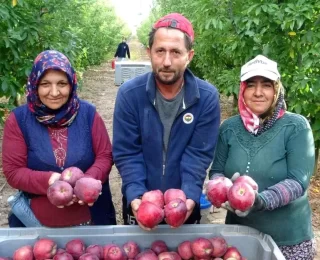 Isparta’da Elma Hasadı Başladı: 1 Milyon Ton Rekolte Bekleniyor