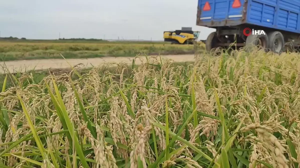 Keşan’da Çeltik Hasadı Başladı