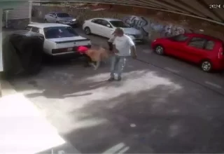 Köpek Saldırısına Uğrayan Çocuğun Annesi Tepkili