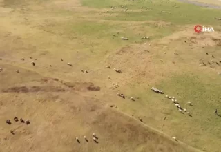 ‘Kuş Cenneti’ Arin Gölü Hayvanların Otlak Alanına Dönüştü