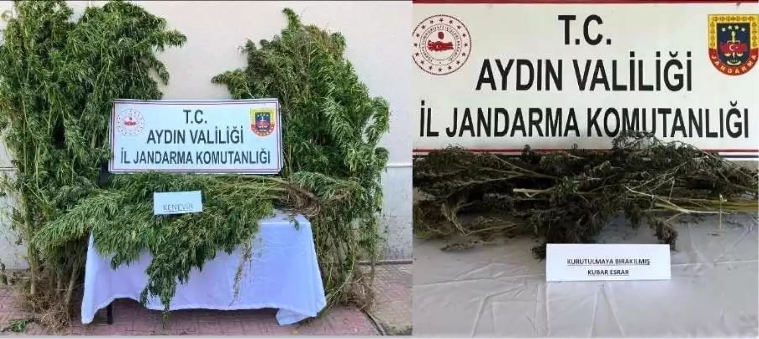 Nazilli’de Uyuşturucu Operasyonu: 153 Kök Kenevir Ele Geçirildi