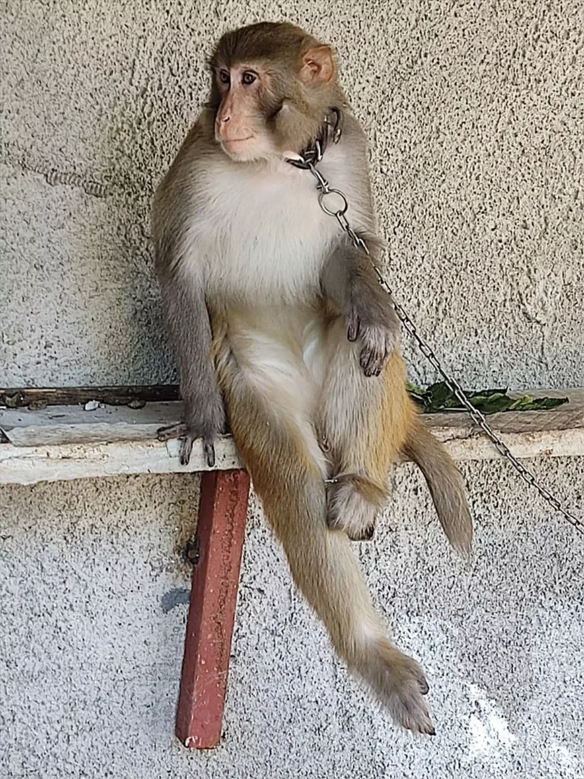 Adana’da Isıran Maymun Doğa Koruma Yetkililerine Teslim Edildi