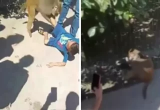 Adana’da maymun çocuğa saldırdı! Adana’da ne oldu? Maymun çocuğa nerede saldırdı?