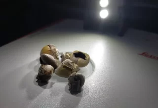 Kahverengi Kokarca İle Mücadelede Ciddi Çalışmalar Yapılıyor