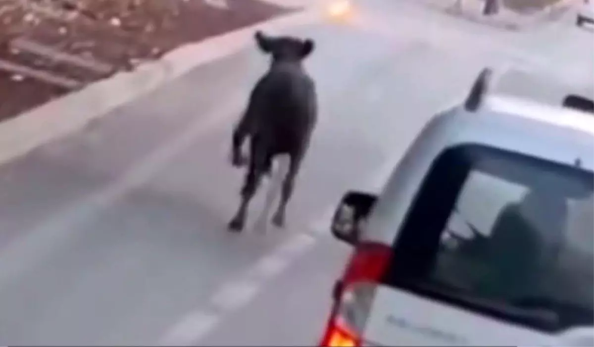 Konya’da Trafikte Koşan Dana, Yayaları Korkuttu