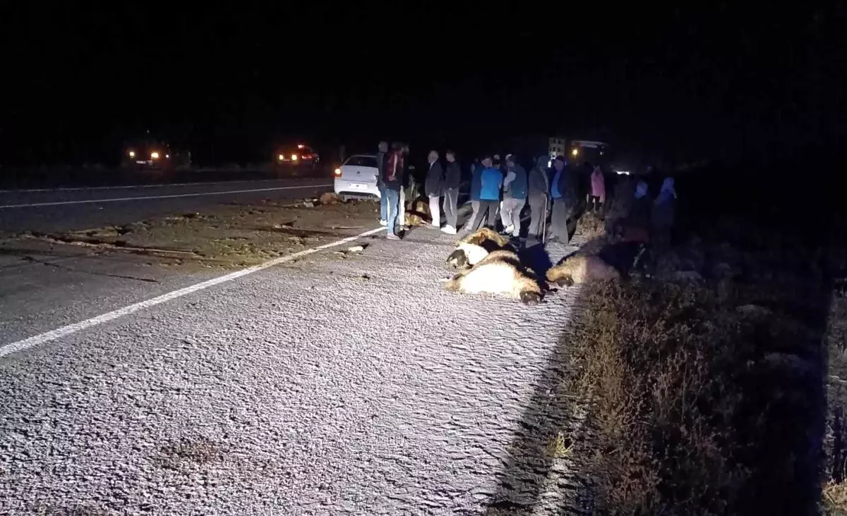 Patnos’ta Trafik Kazasında 20 Koyun Telef Oldu