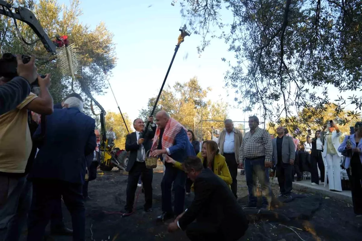 19. Ayvalık Uluslararası Zeytin ve Turizm Festivali’nde Bin Yıllık Zeytin Ağaçlarından Zeytinyağı Üretimi