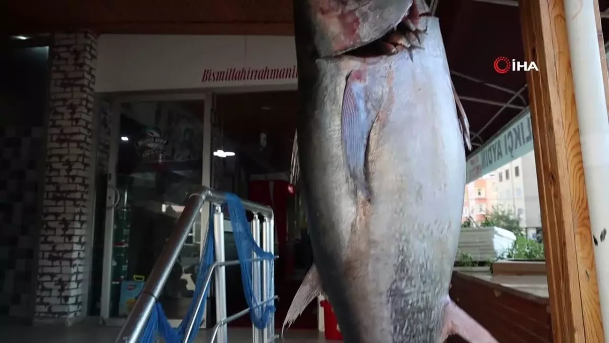 Adana’da Balıkçı, İnsan Boyunda Orkinos Yakaladı