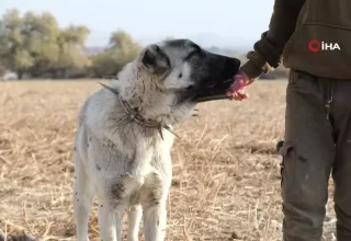 Çobanların En Güvendiği Dostları: Çoban Köpekleri