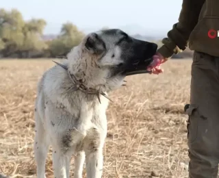 Çobanların En Güvendiği Dostları: Çoban Köpekleri