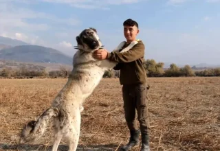 Çobanlıkta Çoban Köpeklerinin Önemi