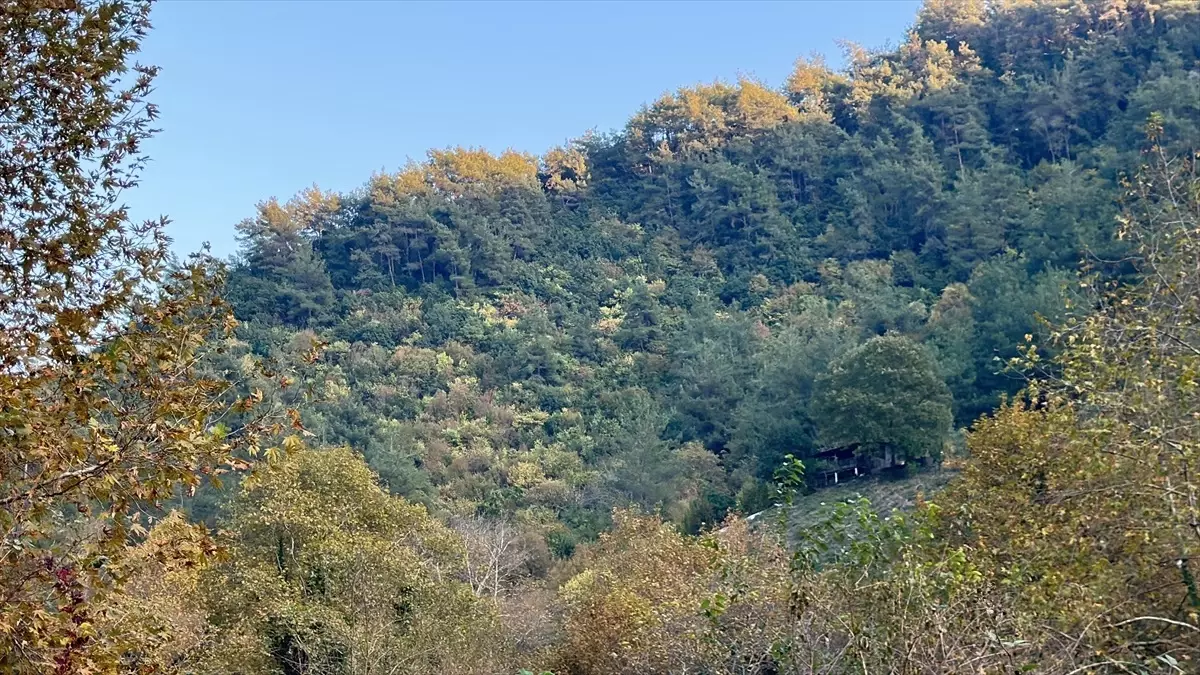 Dörtyol Ormanları Sonbahar Renkleriyle Büyülüyor