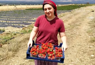 Erzincan’da Çilek Yetiştiriciliği Projesi Start Aldı