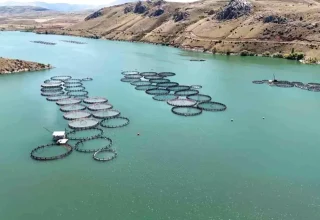 Erzincan’dan Elazığ’a Alabalık Sevkiyatı Başladı