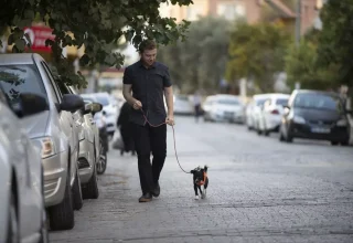 Felçli Köpek Kök Hücre Tedavisiyle Yürümeye Başladı