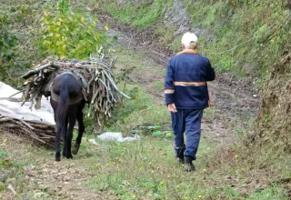 Giresun’da Yüzlerce Yıldır Süren Katırcılık Mesleği Tehlikede