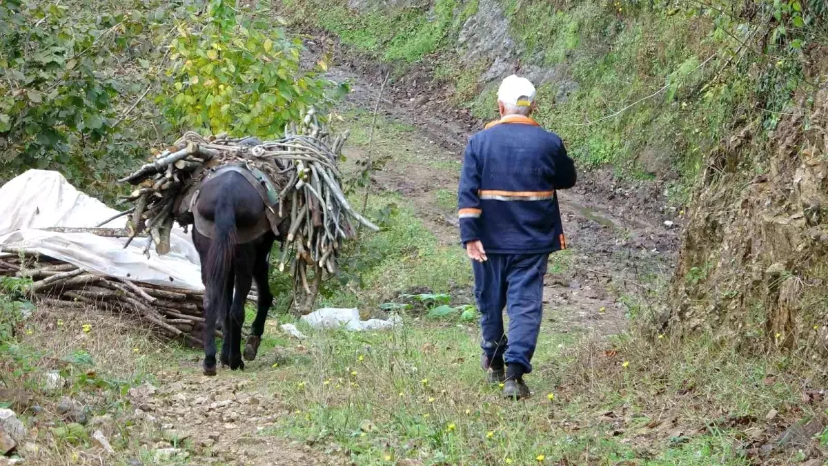 Giresun’da Yüzlerce Yıldır Süren Katırcılık Mesleği Tehlikede