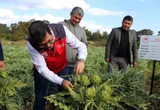 Muğla’da Enginar Hasadı ve Organik Gökova Susamı Desteği