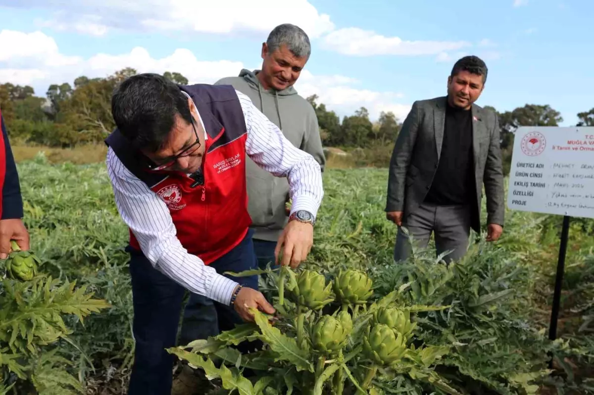 Muğla’da Enginar Hasadı ve Organik Gökova Susamı Desteği