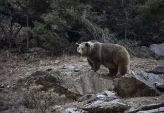 Munzur Vadisi Milli Parkı’nda Bozayı Görüntülendi