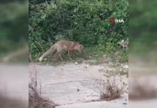 Yayla Komşusu Tilkiyi Besleyen Adamın Şefkati