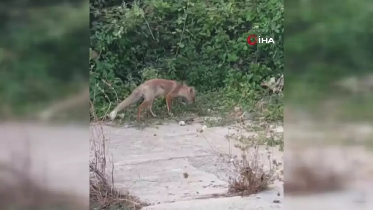 Yayla Komşusu Tilkiyi Besleyen Adamın Şefkati