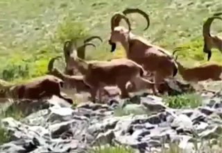 Adıyaman’da Yaban Keçileri Cep Telefonuna Poz Verdi