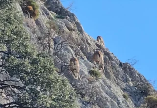 Antalya’da Dağ Keçileri Kameraya Yakalandı