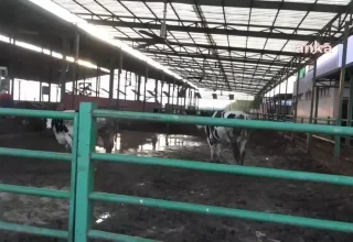 Aydın Süt Birliği Başkanı, Süt Fiyatının Yüksek Olması Gerektiğini Açıkladı