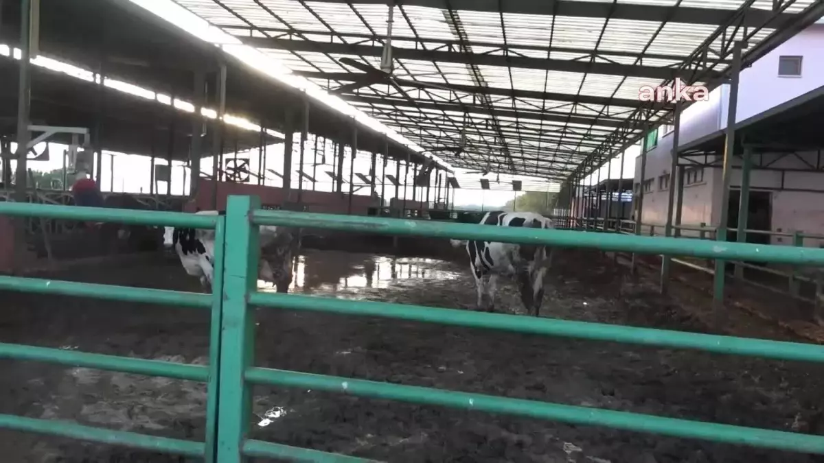 Aydın Süt Birliği Başkanı, Süt Fiyatının Yüksek Olması Gerektiğini Açıkladı