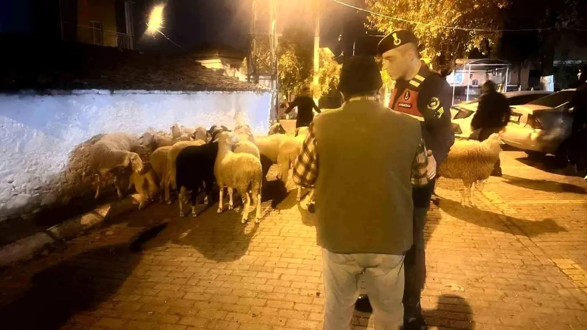 Aydın’da Kaybolan 21 Koyun Jandarma Tarafından Bulundu