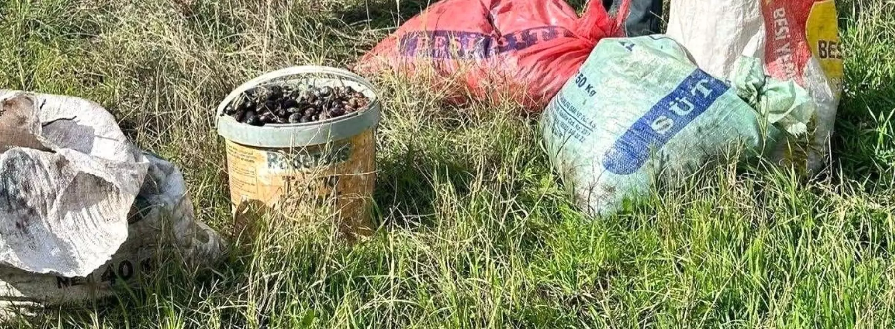 Aydın’da Zeytin Hırsızı Suçüstü Yakalandı