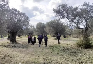 Ayvalık’ta Zeytin Hırsızlarına Karşı Bekçiler Görevde