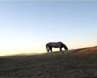 Bayburt’ta At ve Sahibinin Dostluğu Sosyal Medyada Gündem Oldu