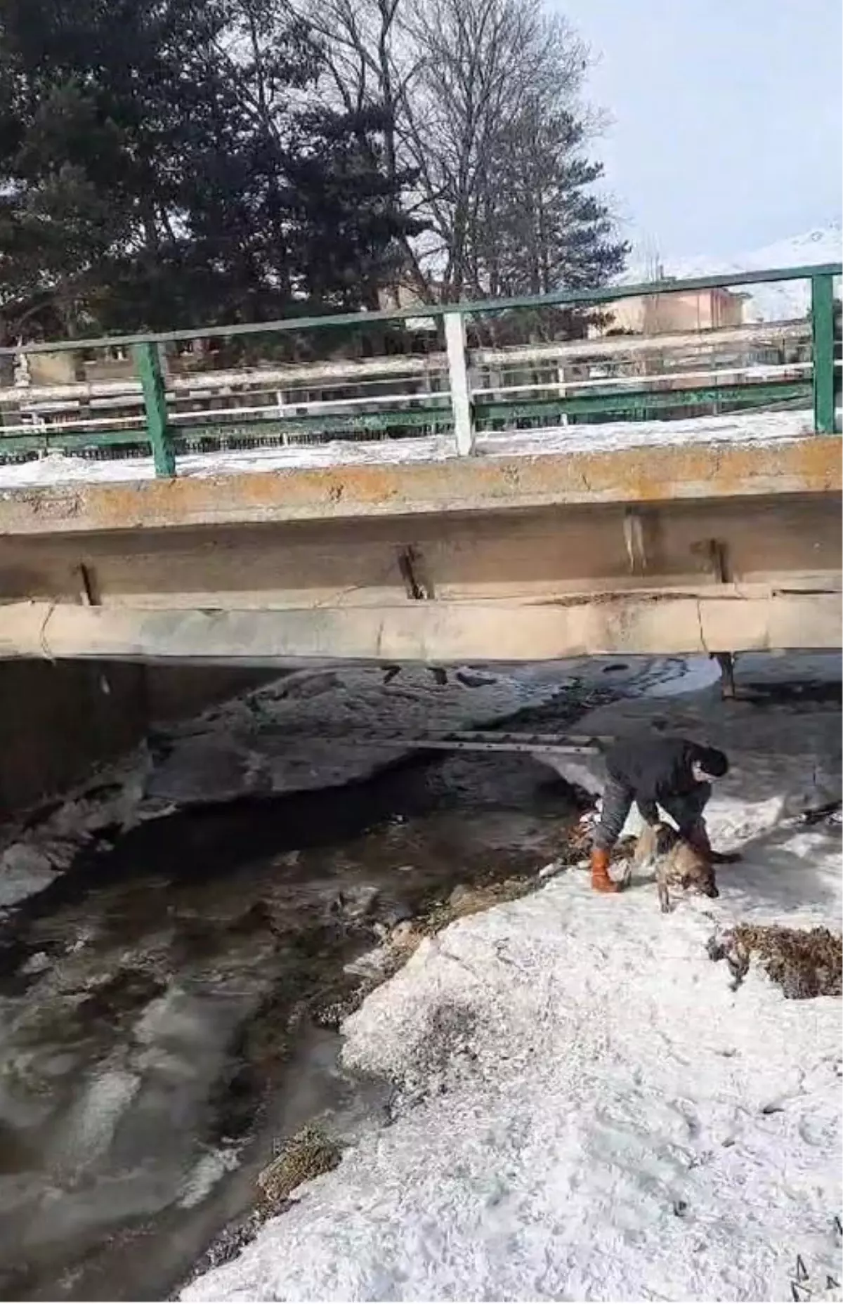 Bayburt’ta Duyarlı Vatandaş Soğuktaki Köpeği Kurtardı