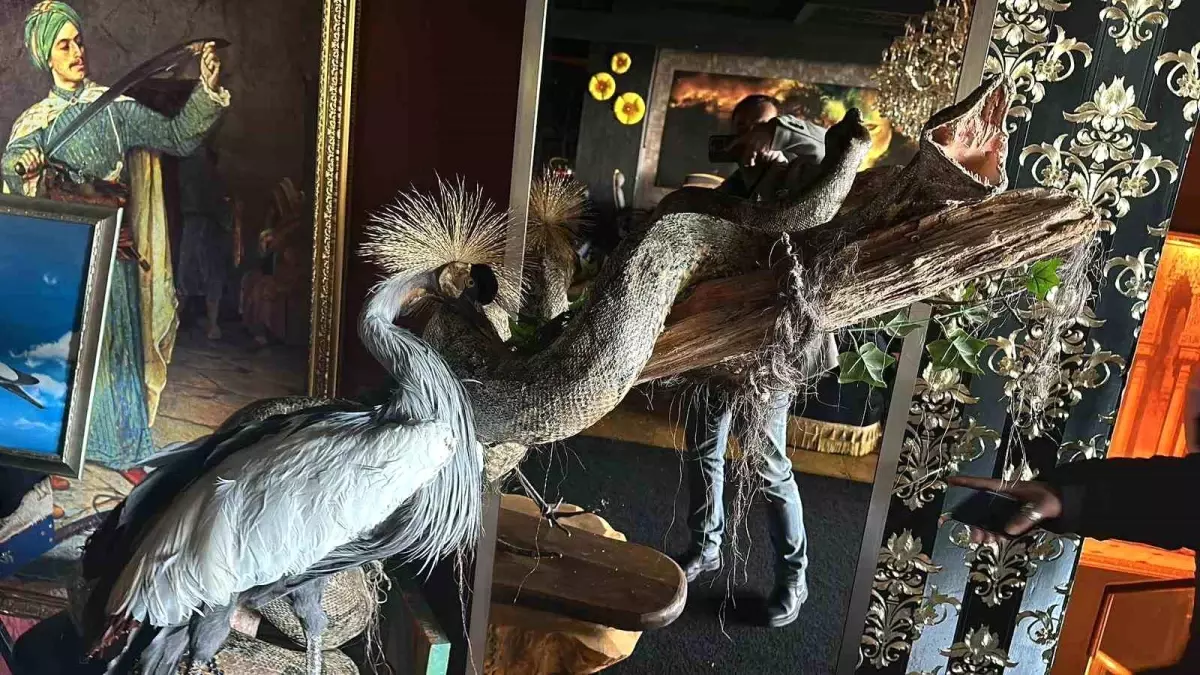 Beykoz’da Kaçak Hayvan Operasyonu: Kaya Kartalı ve Nil Timsahı Ele Geçirildi
