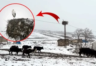 Bitlis’te köye yuva yapan leylek bu yıl da göç etmedi