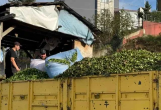 Çay Sezonu Normalden Uzun Sürüyor: Dördüncü Sürgün Devam Ediyor