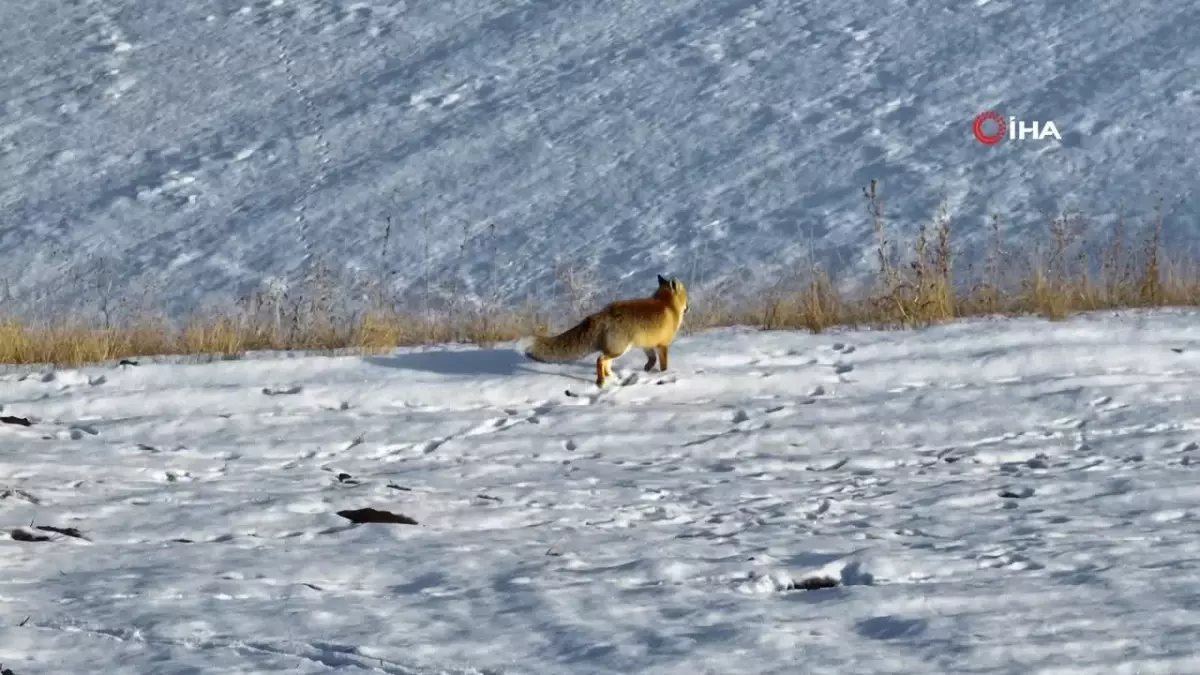 Dondurucu Soğuklar Yaban Hayatını Zorluyor: Kızıl Tilki Görüntülendi