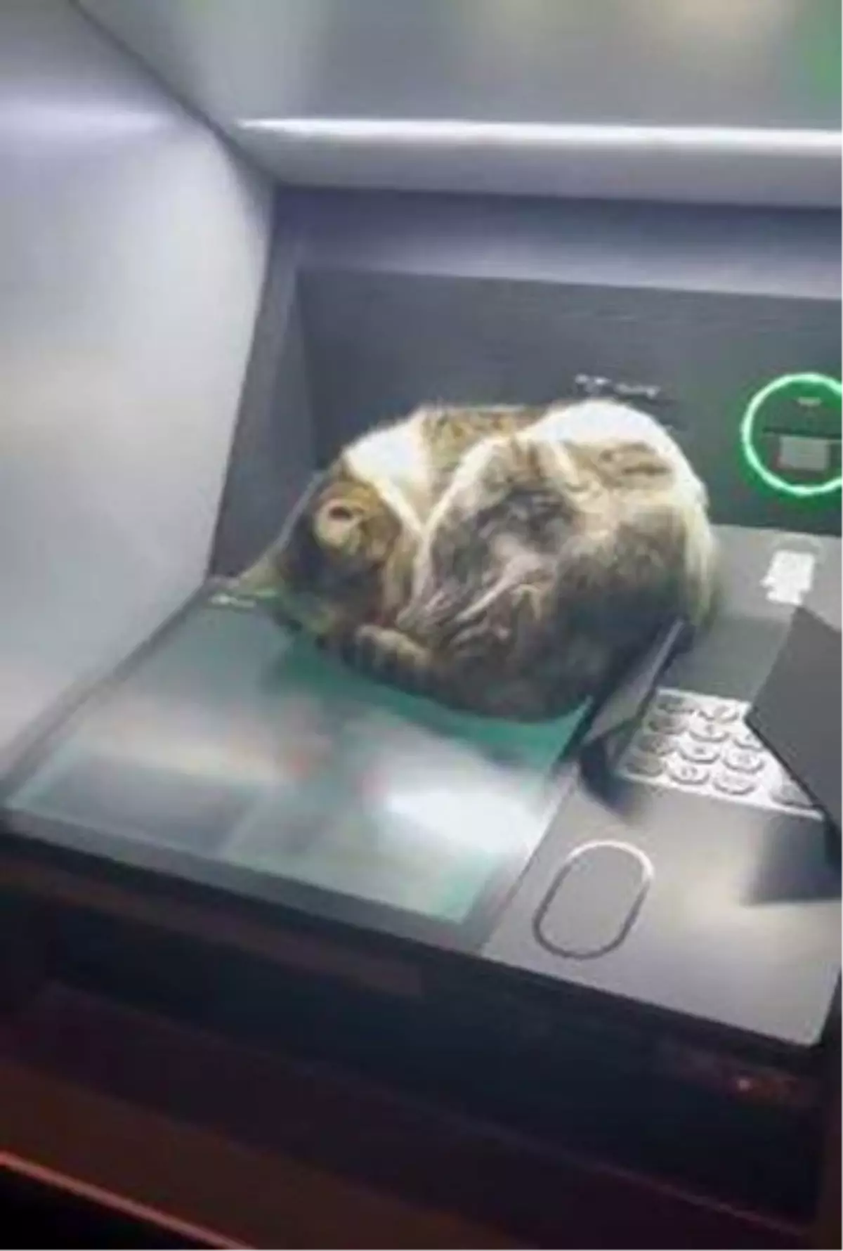 Elazığ’daki ATM Üzerindeki Sevimli Kedi Vatandaşları Gülümsetti