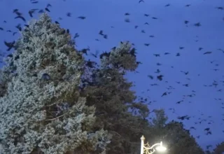 Erzincan’da kargalar için özel tim kuruldu